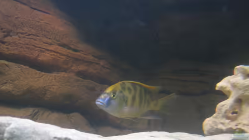 Besatz im Aquarium Becken 1706 von Nenad Cirkovic (14)