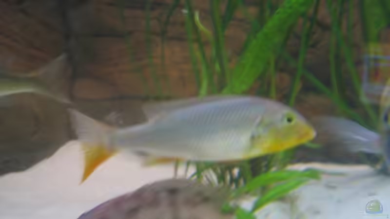 Besatz im Aquarium Becken 1706 von Nenad Cirkovic (15)