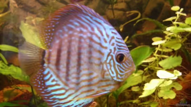 Besatz im Aquarium Becken 1708 von Tobias Hans (19)