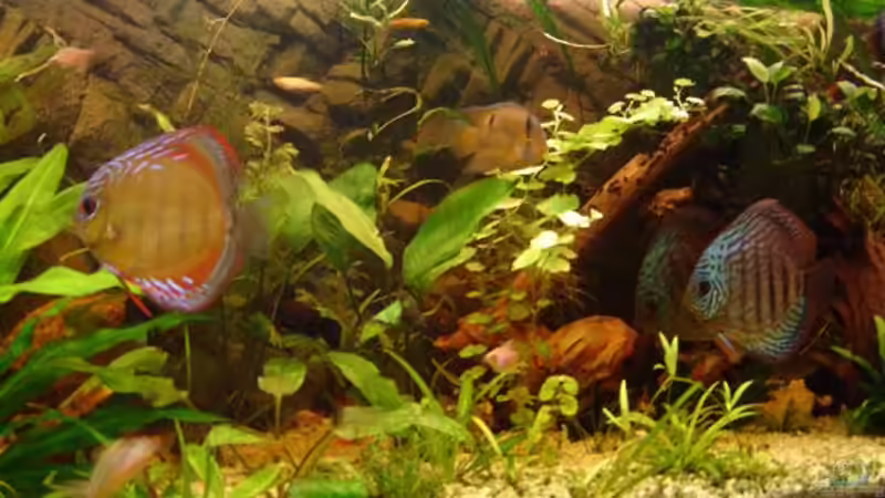 Besatz im Aquarium Becken 1708 von Tobias Hans (20)