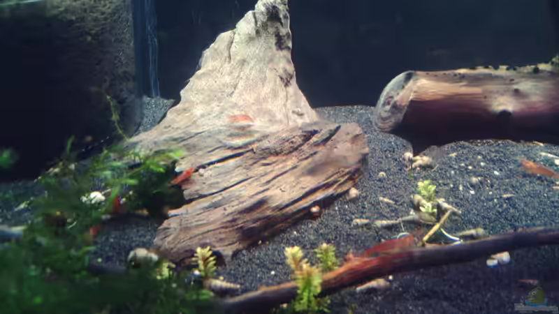 Besatz im Aquarium Becken 17094 (Nur noch als Beispiel) von El Grande (4)