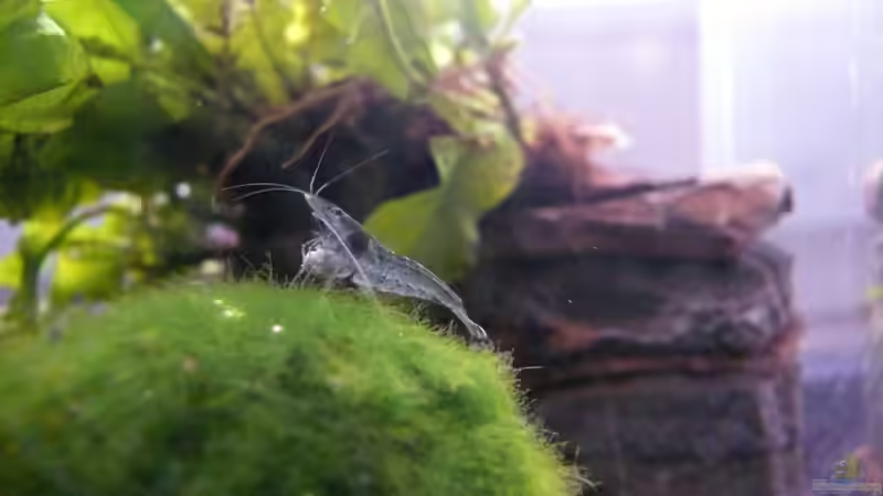 Besatz im Aquarium Becken 17107 von Die kleine Meerjungfrau (12)