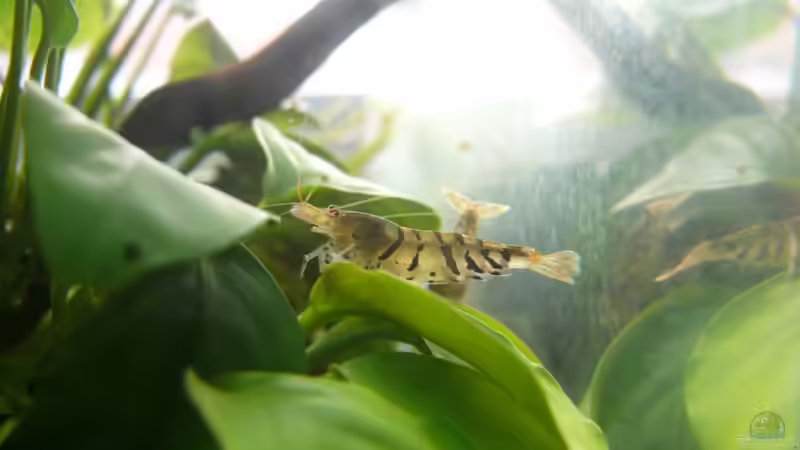 Besatz im Aquarium Becken 17107 von Die kleine Meerjungfrau (7)