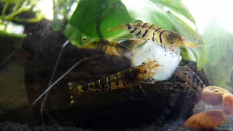 Besatz im Aquarium Becken 17107 von Die kleine Meerjungfrau (9)