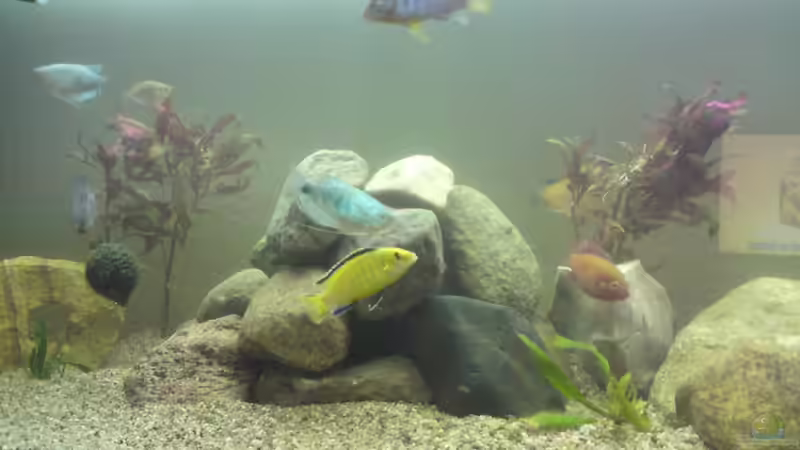 Besatz im Aquarium Becken 17115 von Mark M (10)