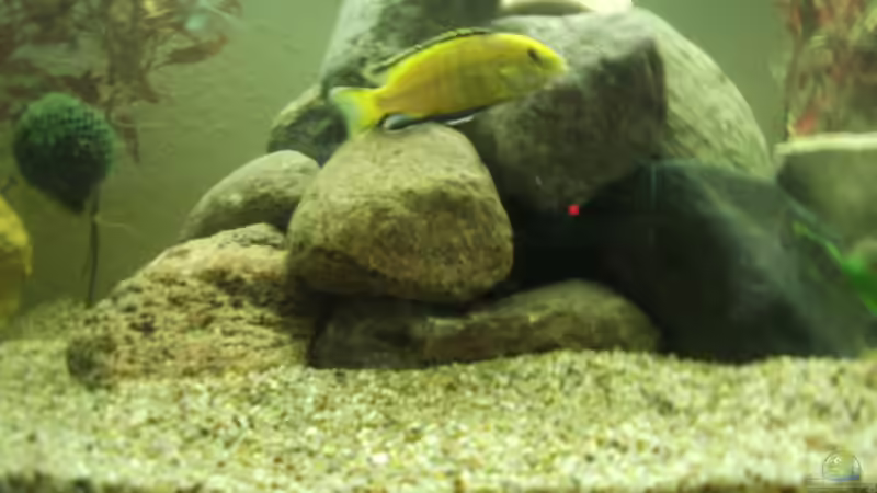 Besatz im Aquarium Becken 17115 von Mark M (4)
