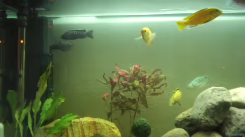 Besatz im Aquarium Becken 17115 von Mark M (5)