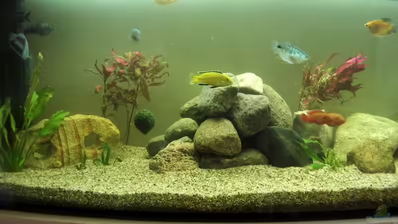 Besatz im Aquarium Becken 17115 von Mark M (6)