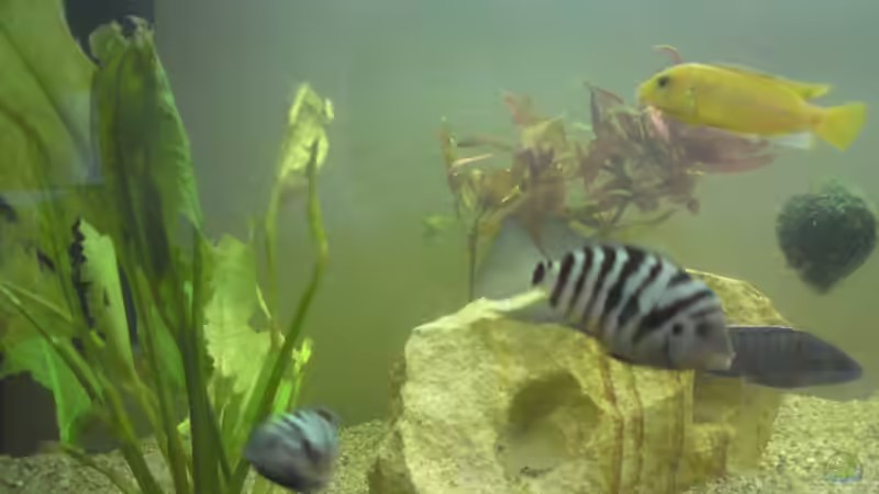 Besatz im Aquarium Becken 17115 von Mark M (8)