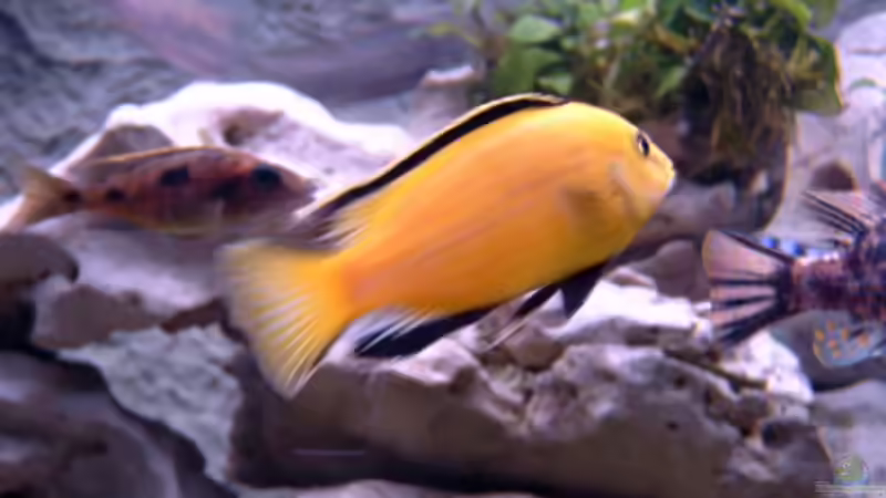 Besatz im Aquarium Becken 1712 von Josef Knauer (19)