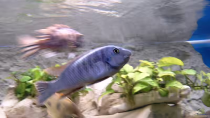 Besatz im Aquarium Becken 1712 von Josef Knauer (20)