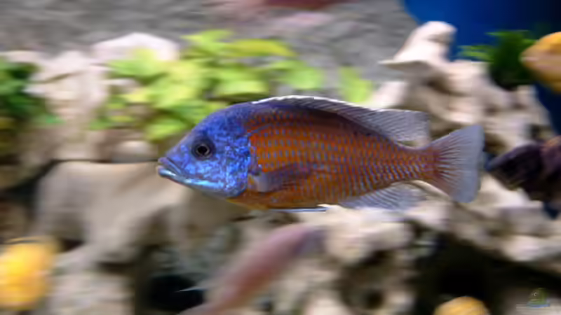 Besatz im Aquarium Becken 1712 von Josef Knauer (21)