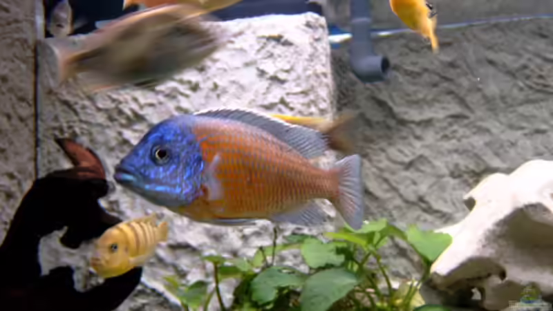 Besatz im Aquarium Becken 1712 von Josef Knauer (22)