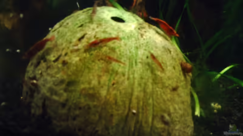 Besatz im Aquarium Becken 17122 (Nur noch als Beispiel) von El Grande (9)