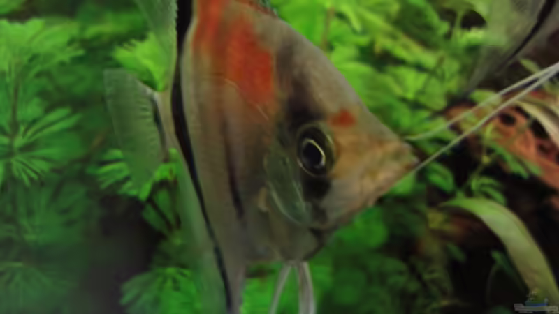 Besatz im Aquarium Becken 17137 von Maguma (16)