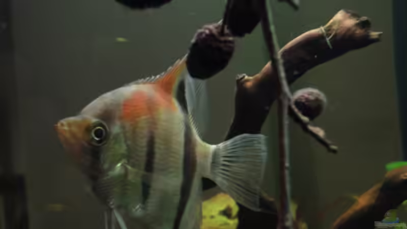 Besatz im Aquarium Becken 17137 von Maguma (17)