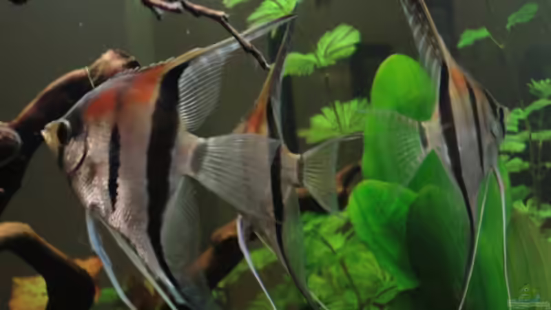 Besatz im Aquarium Becken 17137 von Maguma (18)