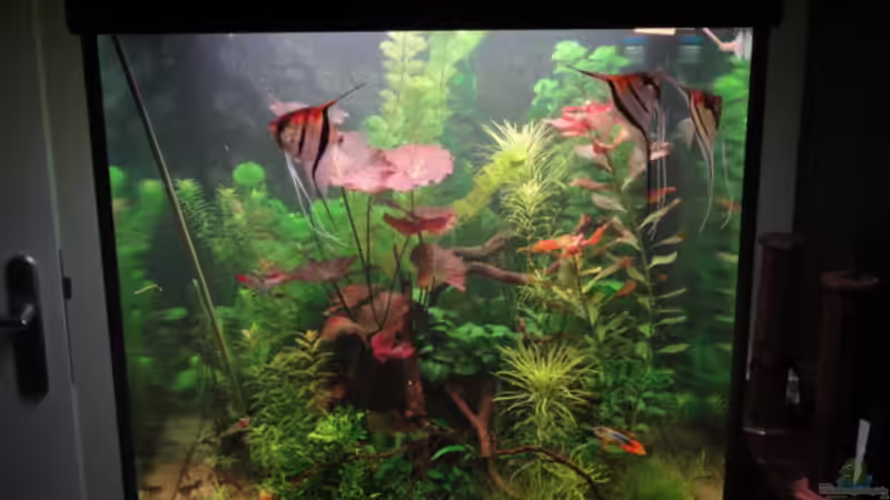 Besatz im Aquarium Becken 17137 von Maguma (30)