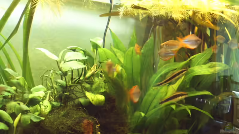 Besatz im Aquarium Becken 1715 von David Nachtweih (14)