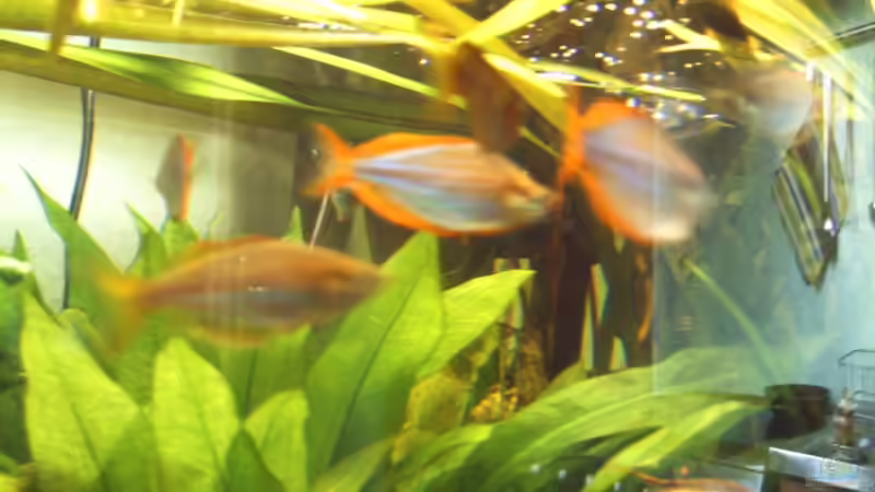 Besatz im Aquarium Becken 1715 von David Nachtweih (16)