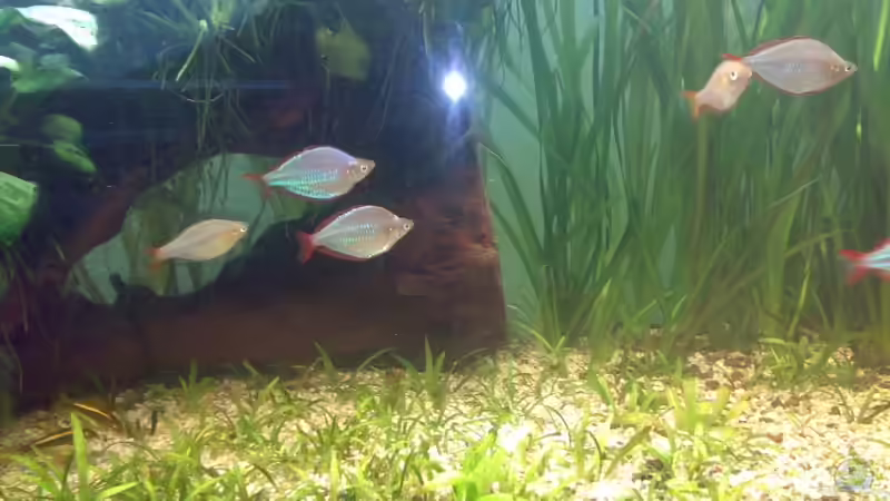 Besatz im Aquarium Becken 1715 von David Nachtweih (17)