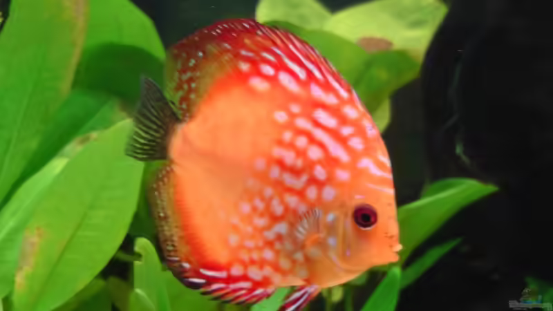 Besatz im Aquarium Becken 17206 von Blaubör (18)