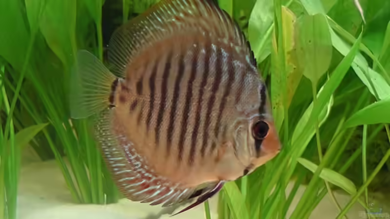 Besatz im Aquarium Becken 17206 von Blaubör (19)