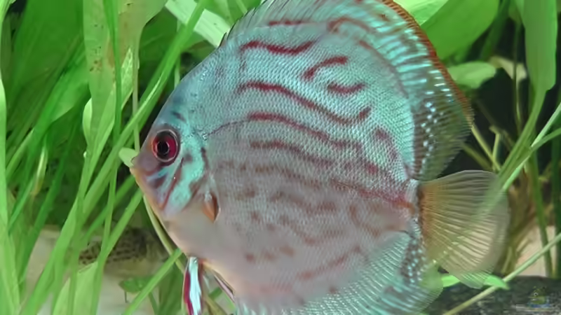 Besatz im Aquarium Becken 17206 von Blaubör (20)