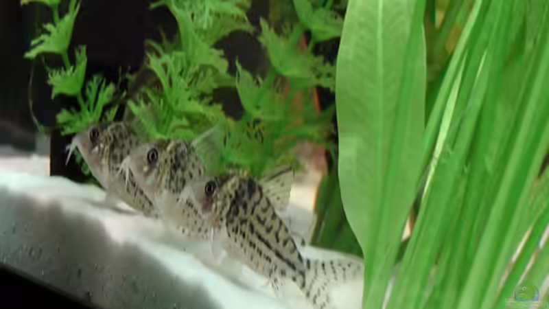 Besatz im Aquarium Becken 17206 von Blaubör (21)