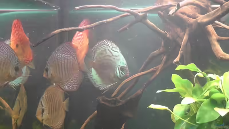 Besatz im Aquarium Becken 17206 von Blaubör (23)