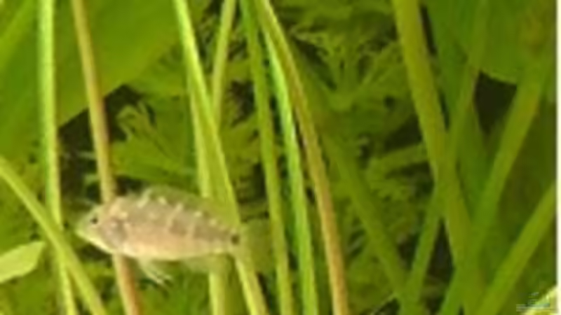 Besatz im Aquarium Becken 17206 von Blaubör (24)