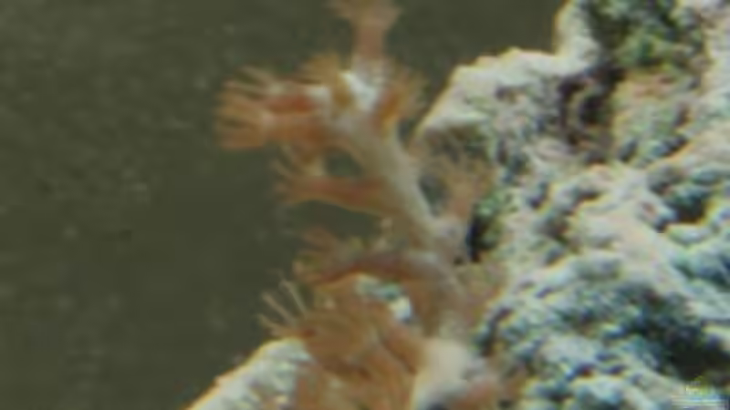 Besatz im Aquarium Becken 17284 von Aquarienfreude (14)