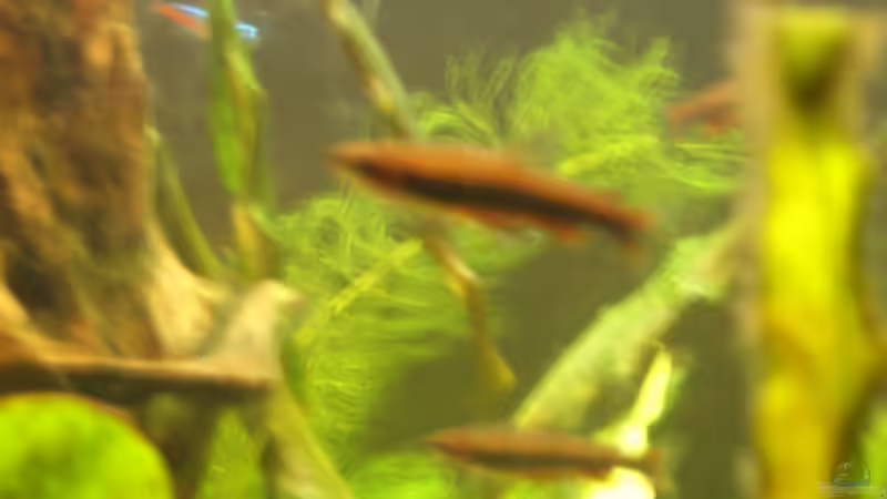 Besatz im Aquarium Becken 1730 von Alexander Goldschmidt (18)