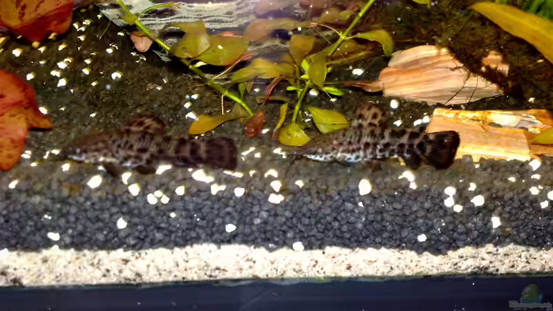 Besatz im Aquarium Becken 17340 von Tudelui (23)