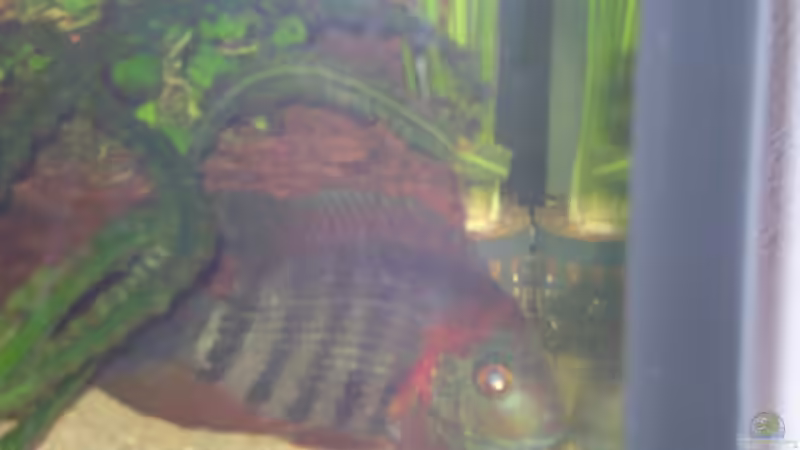 Besatz im Aquarium Becken 17364 von Norman Kutzner (2)