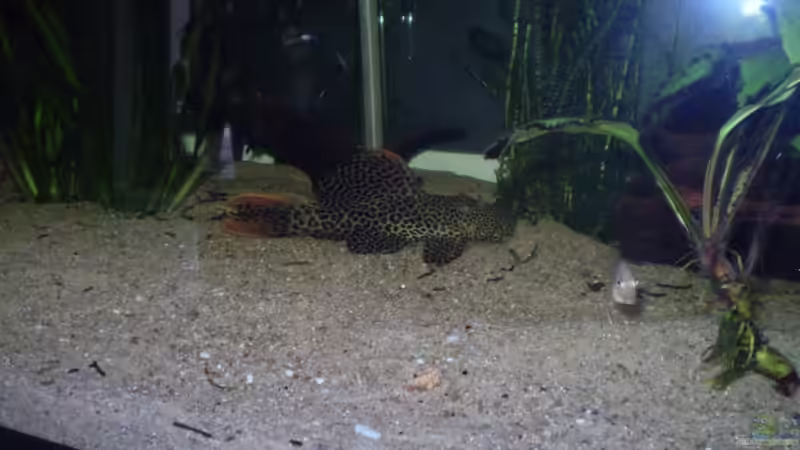 Besatz im Aquarium Becken 17364 von Norman Kutzner (3)