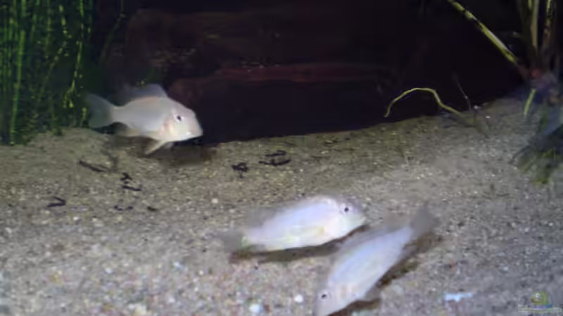 Besatz im Aquarium Becken 17364 von Norman Kutzner (4)