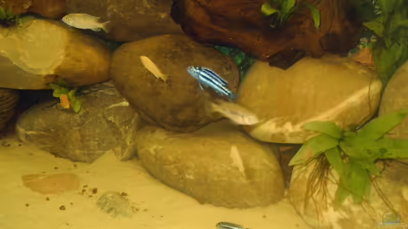 Besatz im Aquarium Becken 174 von Mathias Szefka (3)