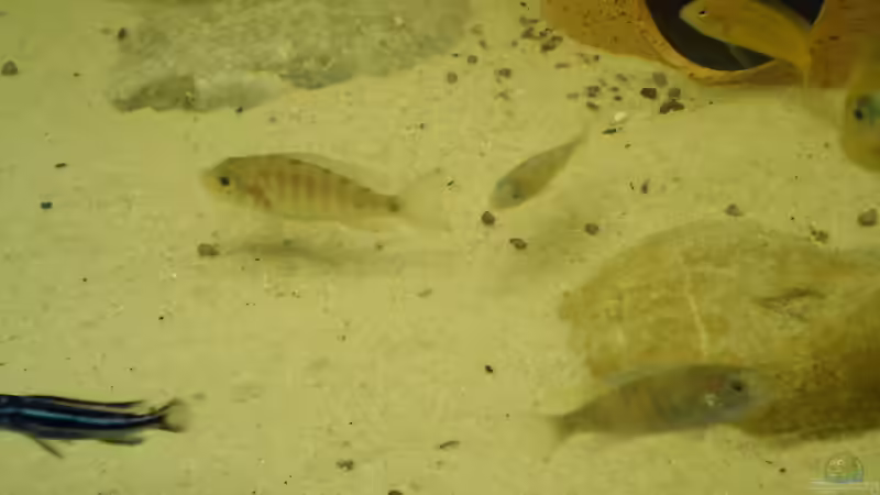 Besatz im Aquarium Becken 174 von Mathias Szefka (4)