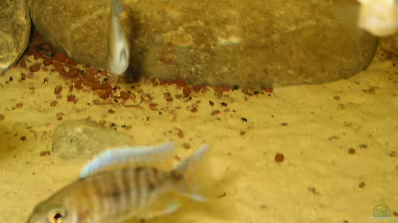 Besatz im Aquarium Becken 174 von Mathias Szefka (6)