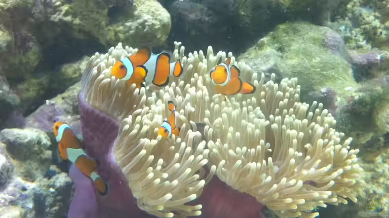 Besatz im Aquarium Becken 17453 von Thomas Schuster (15)