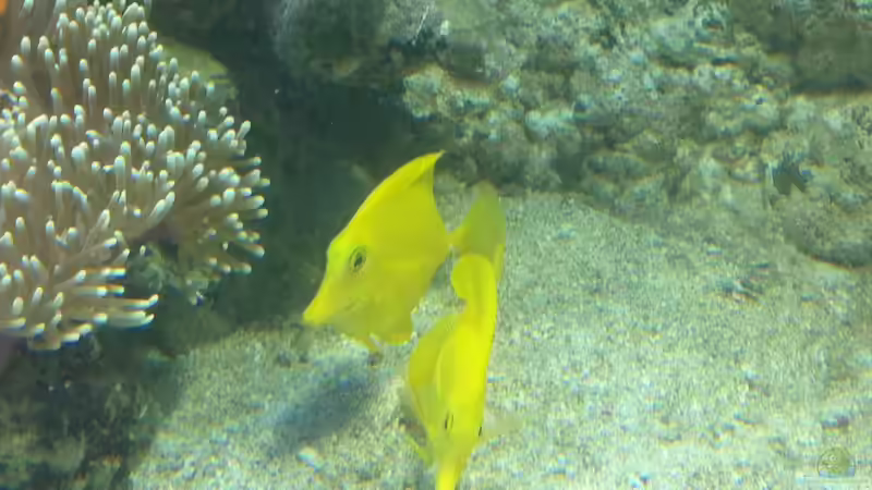 Besatz im Aquarium Becken 17453 von Thomas Schuster (16)