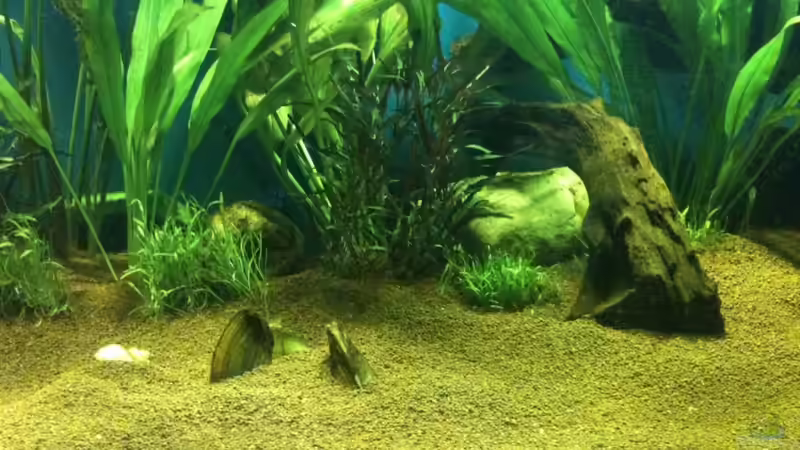 Besatz im Aquarium Becken 17461 von der Maxe (11)