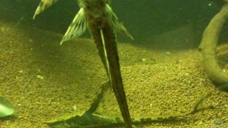 Besatz im Aquarium Becken 17461 von der Maxe (12)