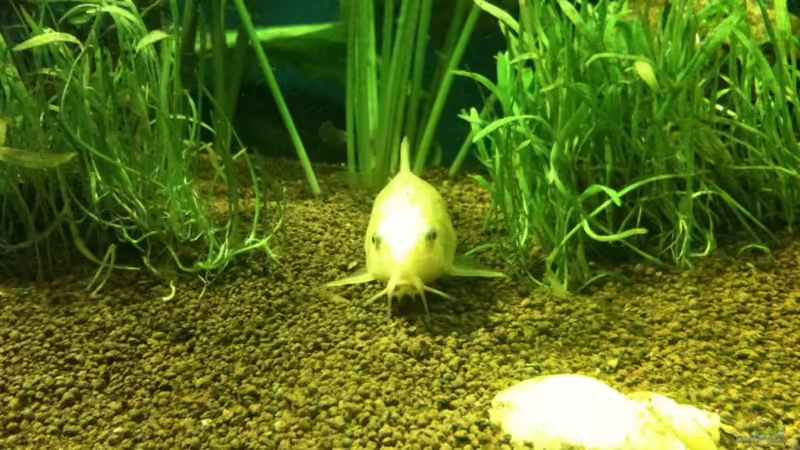 Besatz im Aquarium Becken 17461 von der Maxe (13)