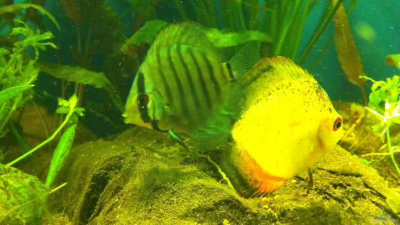 Besatz im Aquarium Becken 17461 von der Maxe (14)