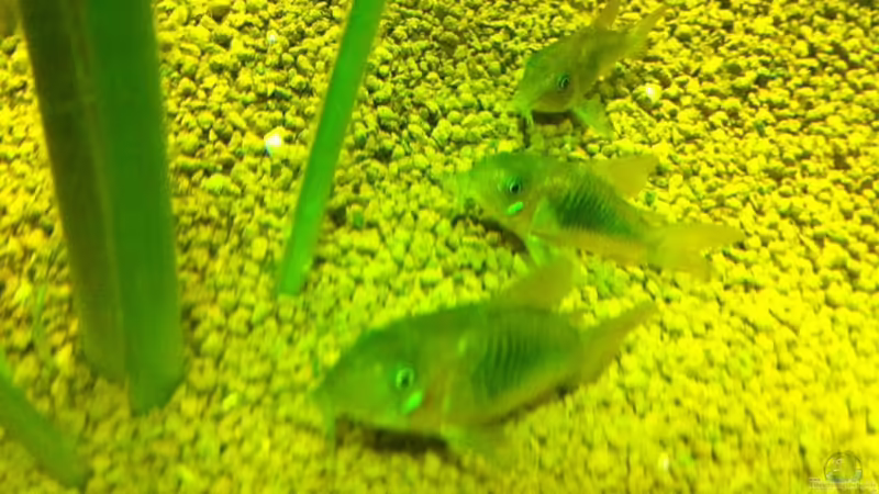 Besatz im Aquarium Becken 17461 von der Maxe (16)