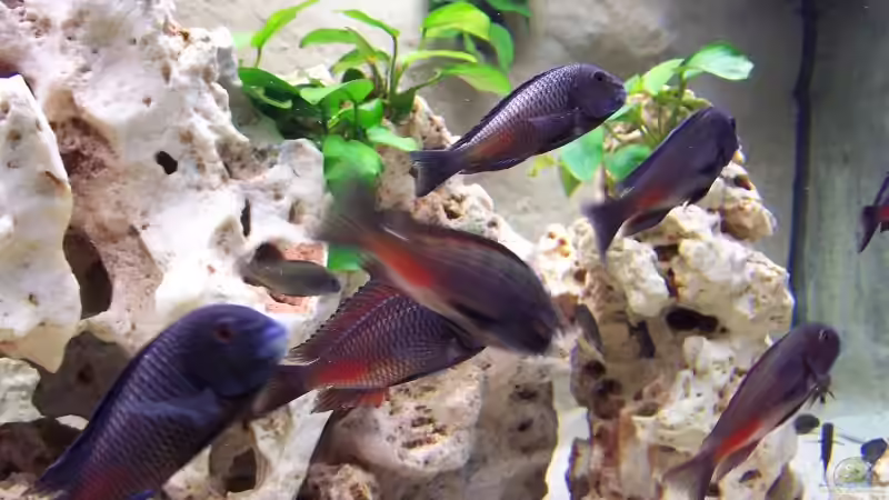 Besatz im Aquarium Becken 1748 von Steffen Kehle (6)