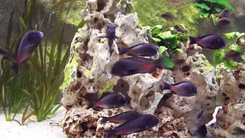 Besatz im Aquarium Becken 1748 von Steffen Kehle (7)