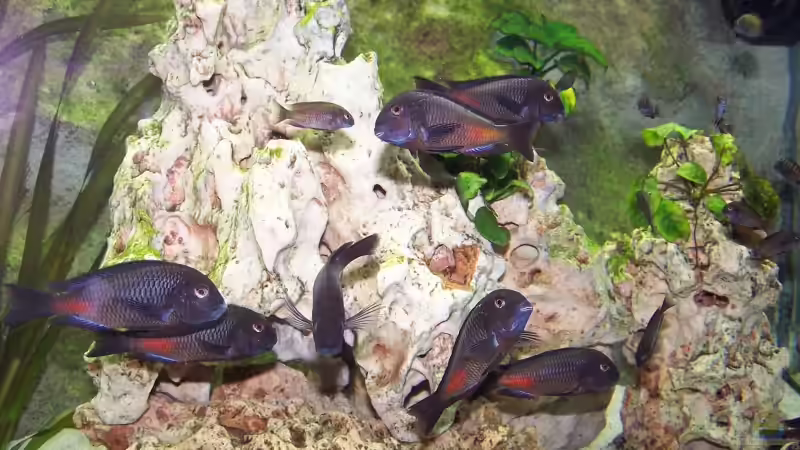 Besatz im Aquarium Becken 1748 von Steffen Kehle (8)